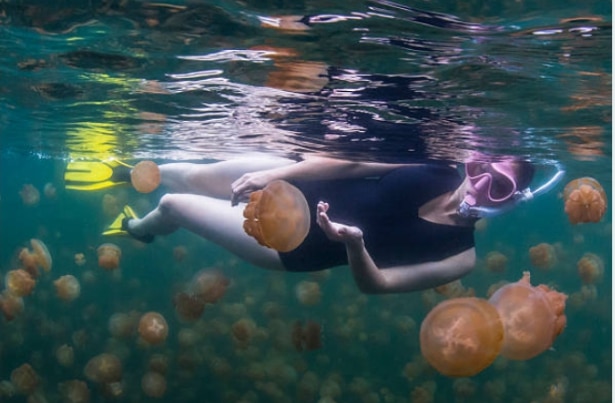 lake of jellyfish